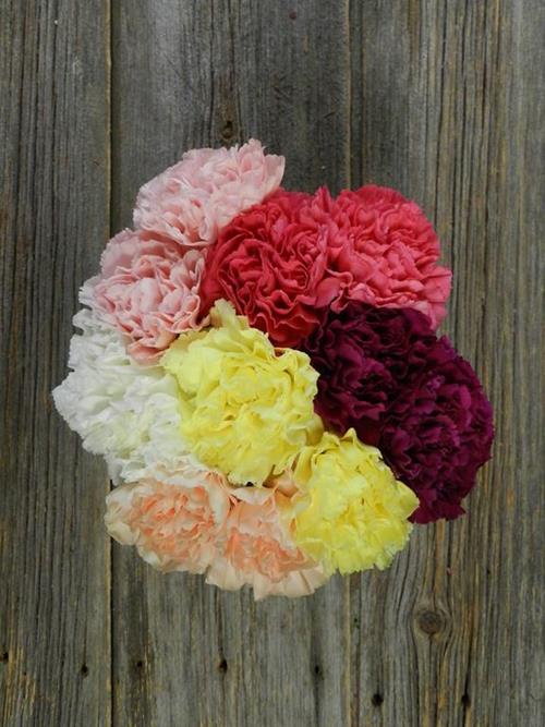 ASSORTED CARNATIONS